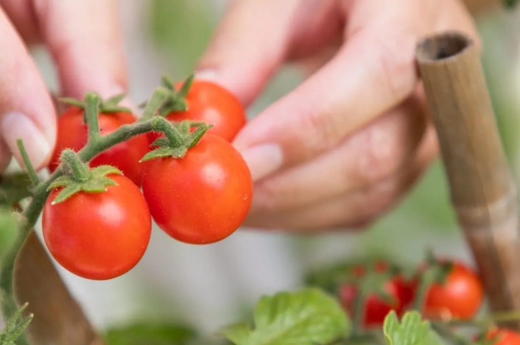 tomato harvesting tips tomato harvesting tips