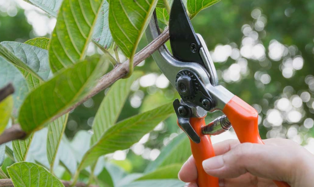 benefits of pruning plants benefits of pruning plants