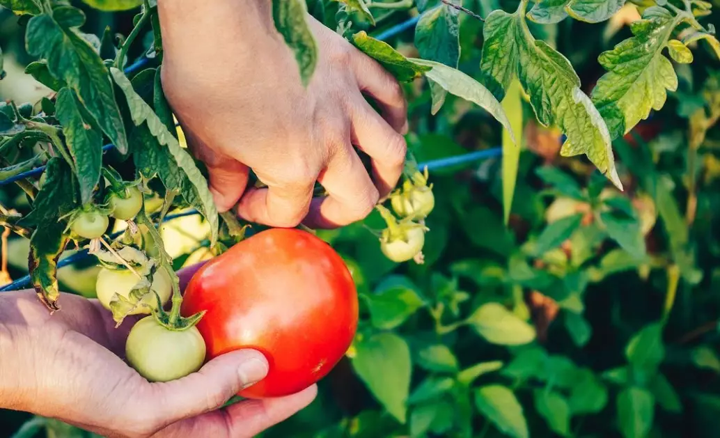 when to pick tomatoes when to pick tomatoes