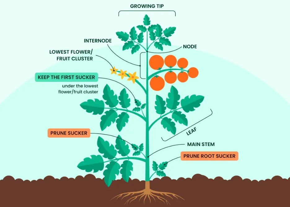 plant pruning techniques plant pruning techniques