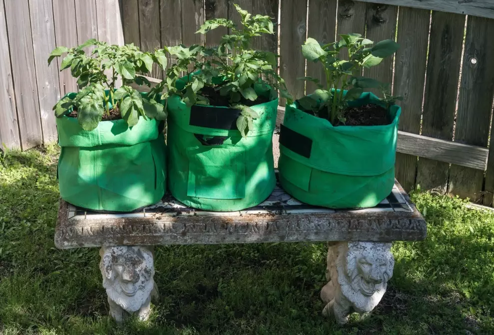 using grow bags
