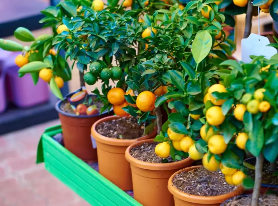 dwarf fruit trees