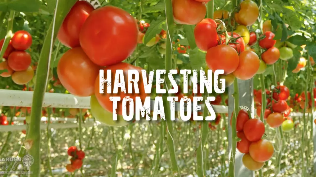 when to take tomatoes off vine