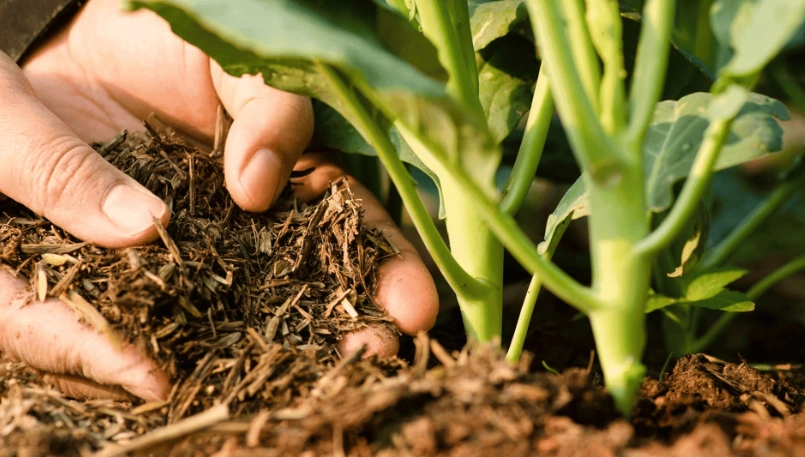 garden soil amendments