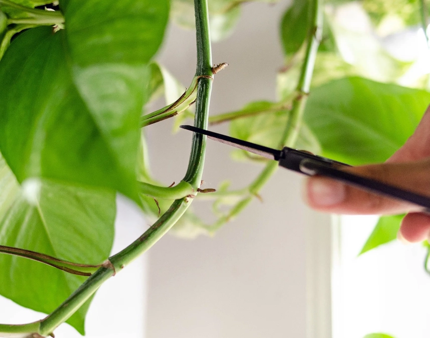benefits of pruning plants benefits of pruning plants