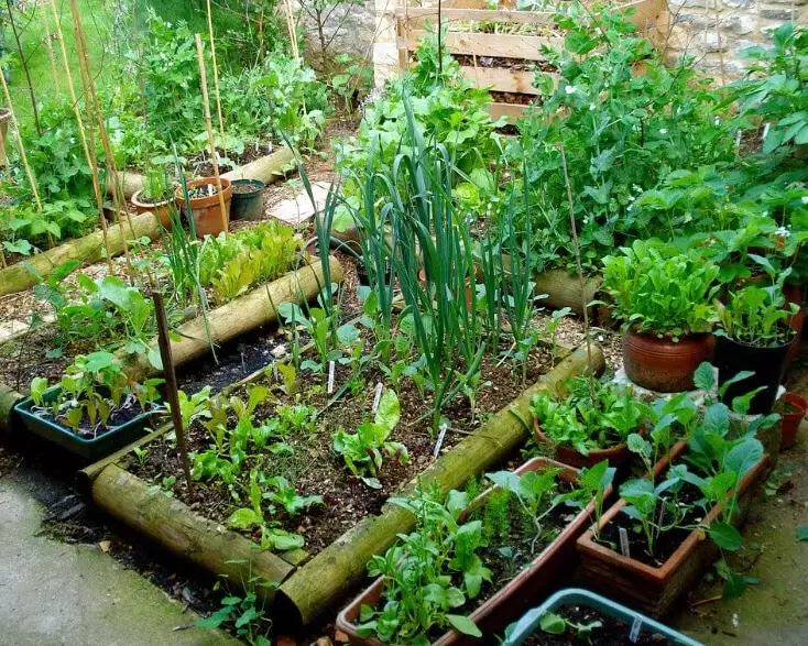 small space vegetable gardening