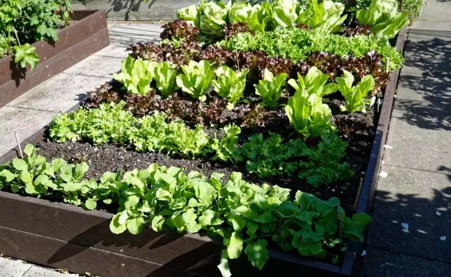 garden bed mix recipe