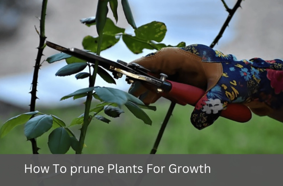 what does it mean to prune a plant
