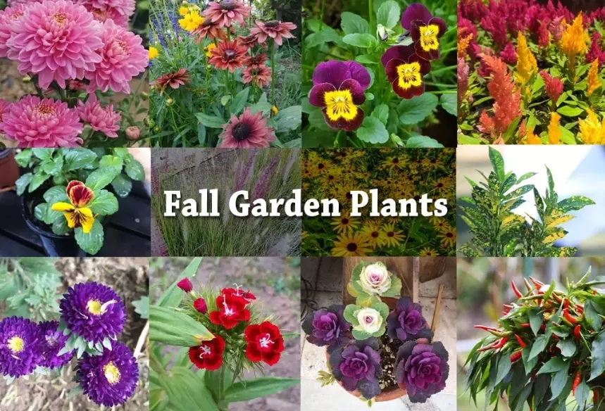 planting in autumn planting in autumn