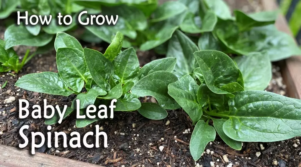 planting spinach seeds