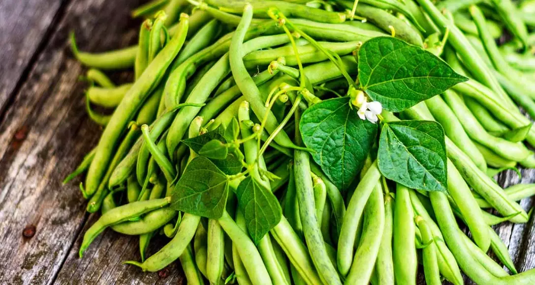 growing green beans