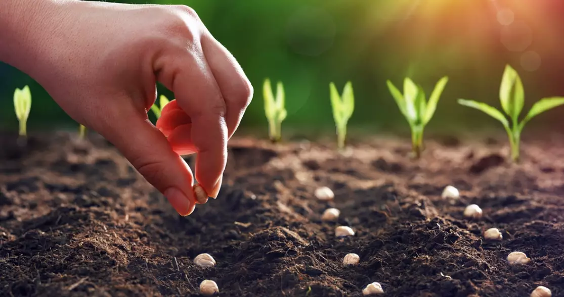 best time to sow seeds best time to sow seeds