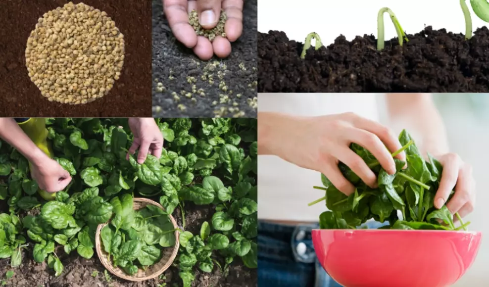 how to grow spinach from seed