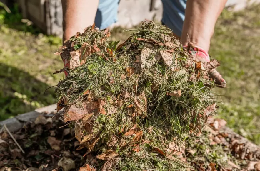 how to use compost on lawn