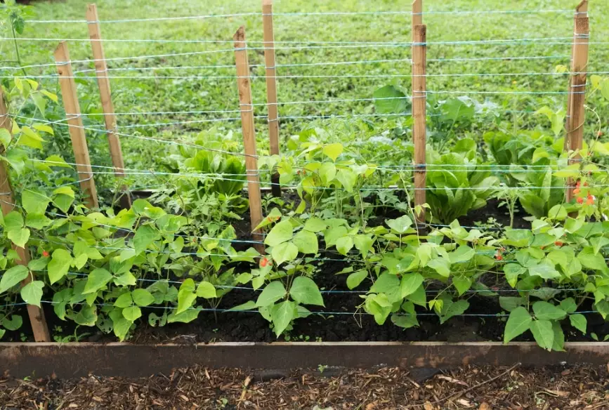 string beans planting guide string beans planting guide