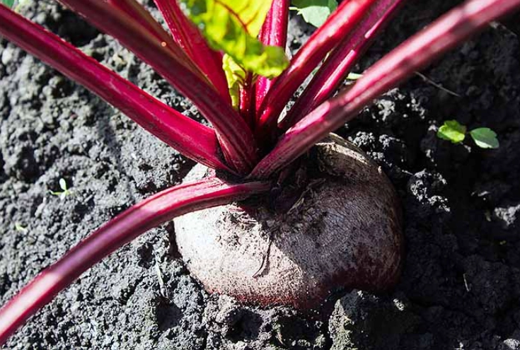 when to harvest beets when to harvest beets