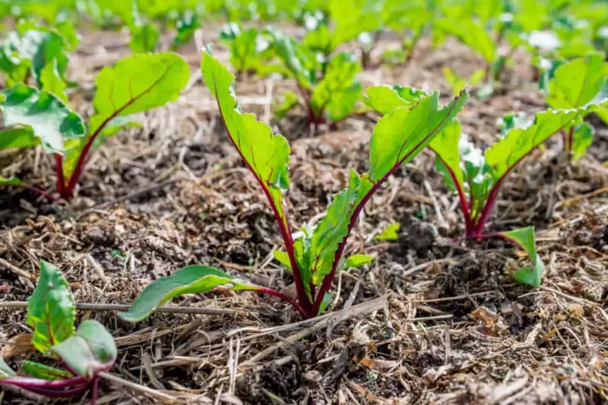 how long to grow beets