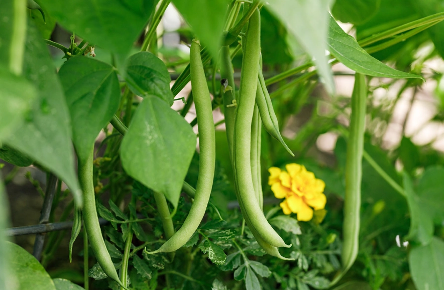 green bean varieties