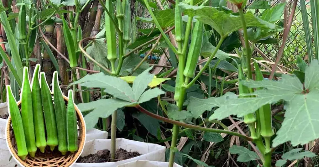 okra planting guide okra planting guide