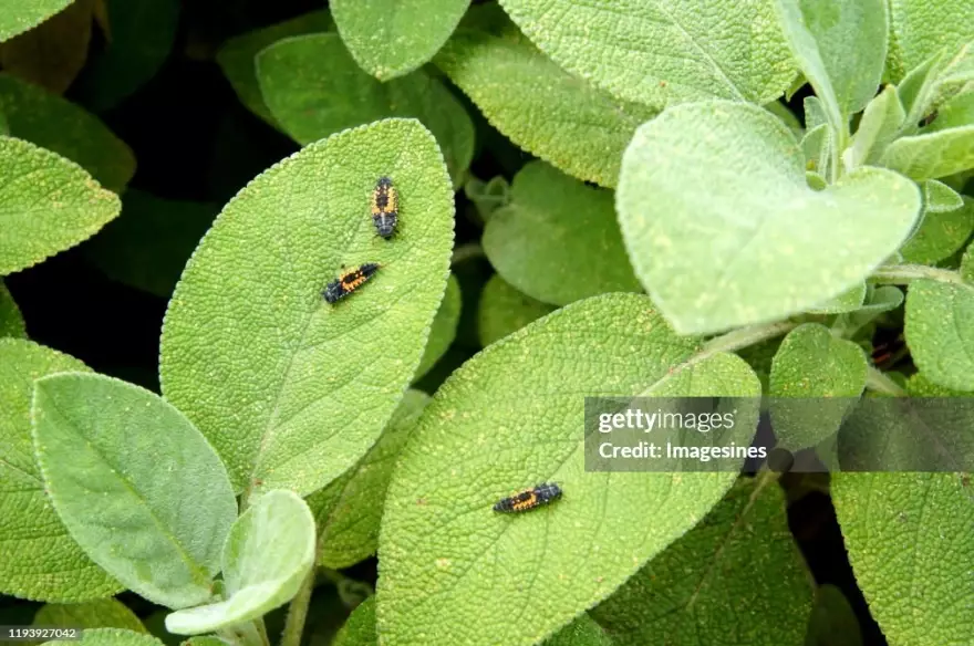 protect lady beetle pupa protect lady beetle pupa