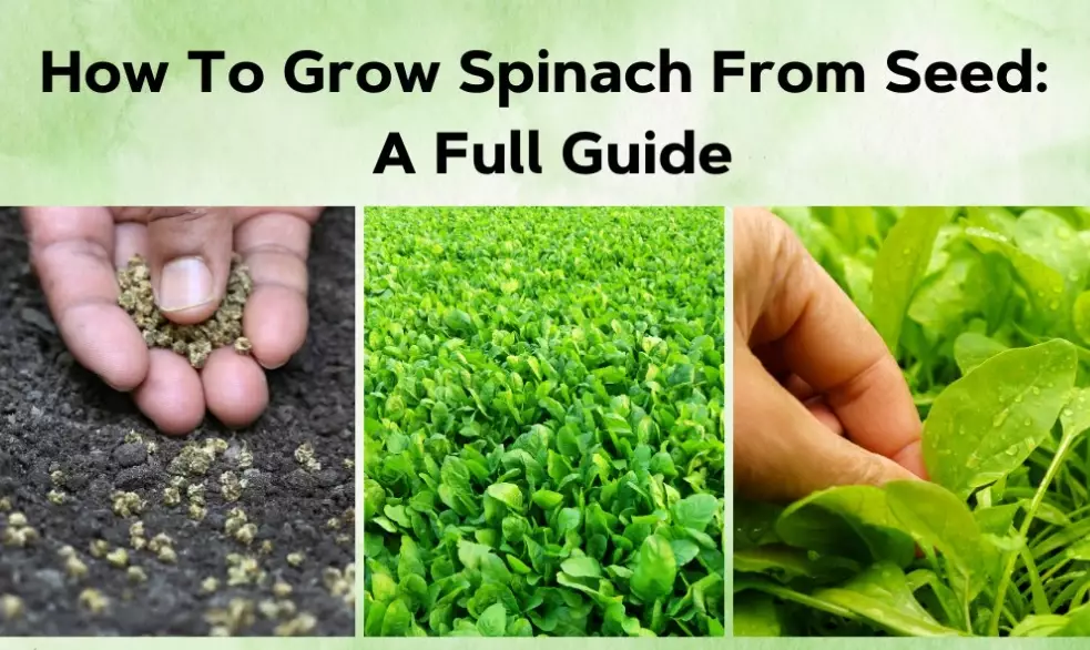 spinach growing season