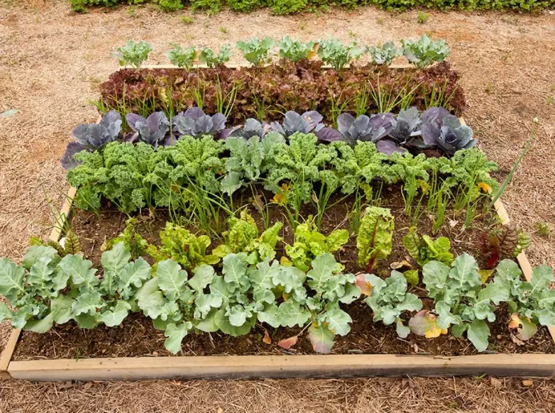 fall garden vegetables fall garden vegetables