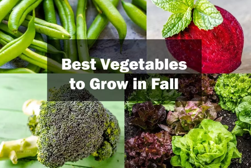 planting vegetables in fall