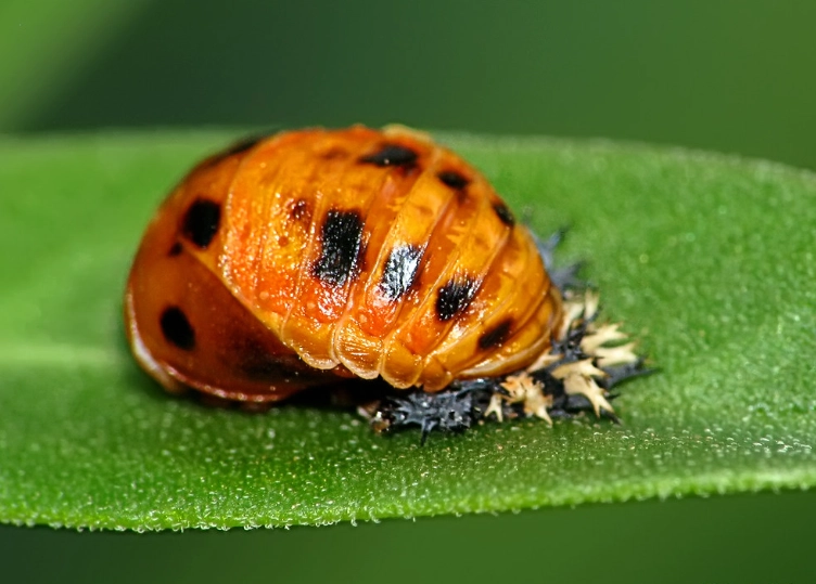 protect lady beetle pupa protect lady beetle pupa