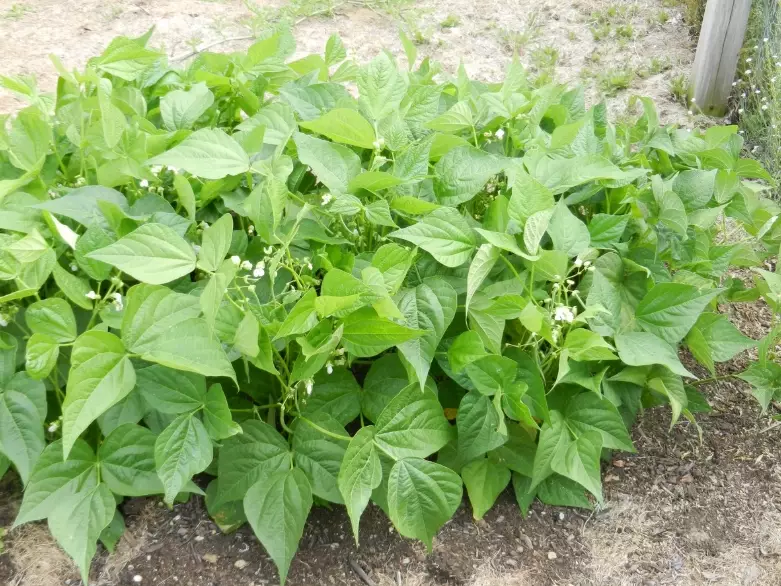 green bean varieties