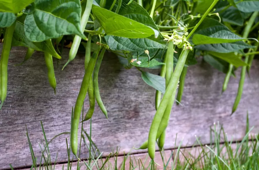 how to grow string beans how to grow string beans