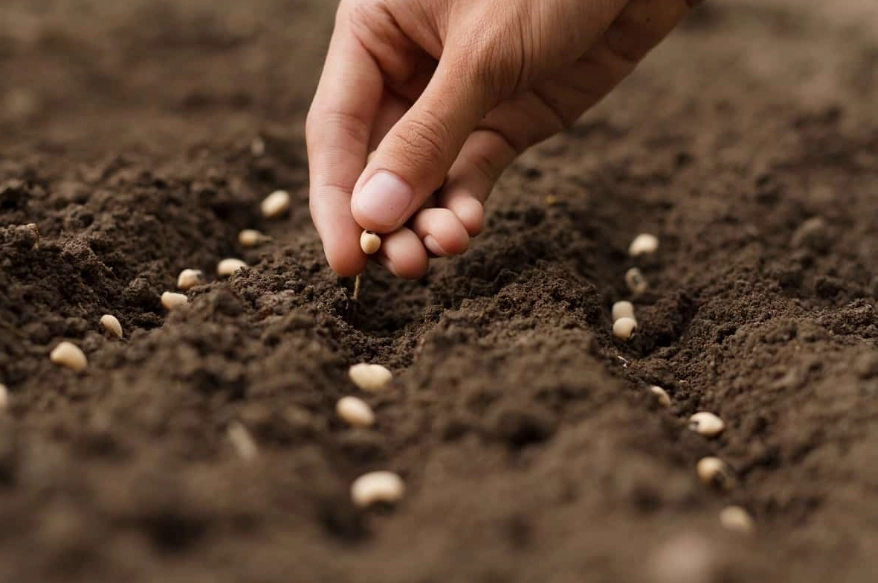 how to sow seeds how to sow seeds