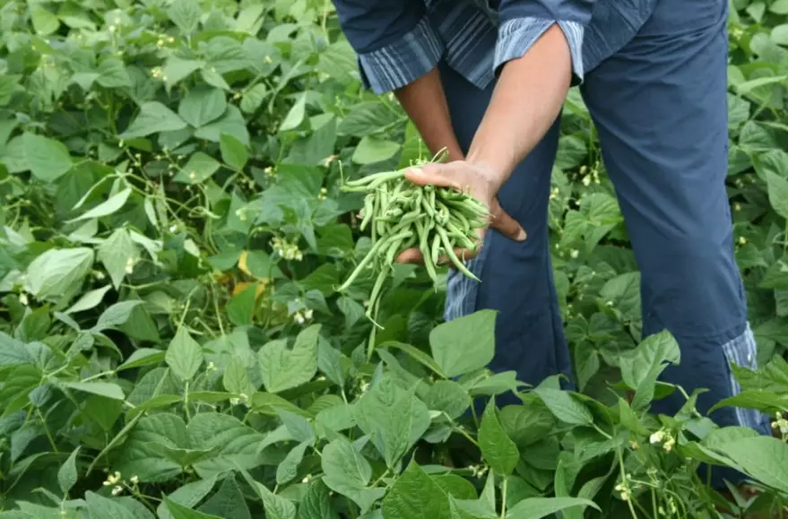 harvesting green beans