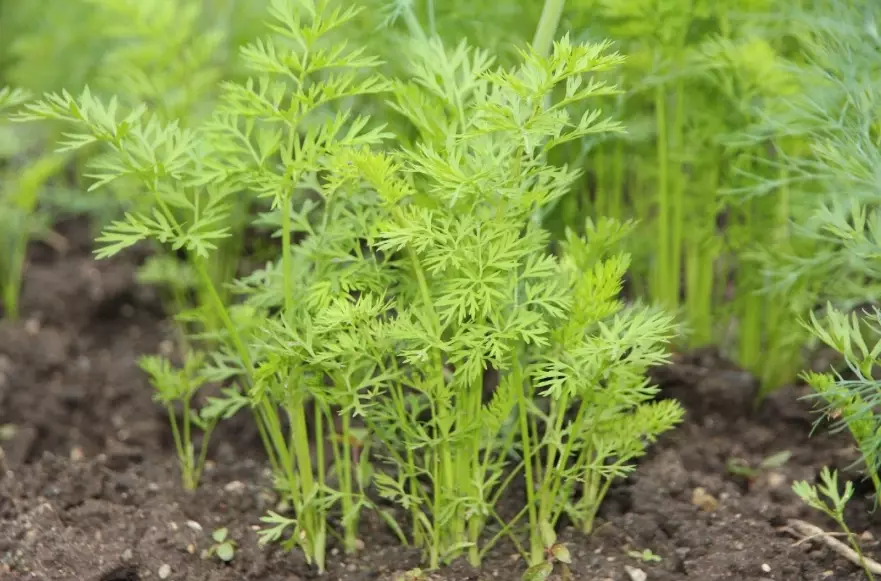 carrot foliage