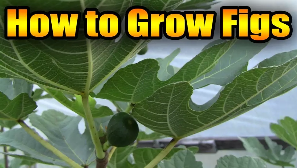 growing figs