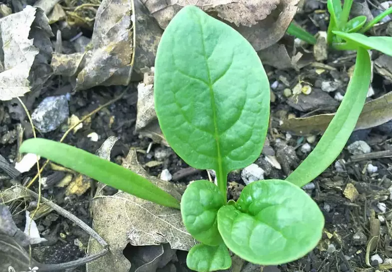 planting spinach seeds