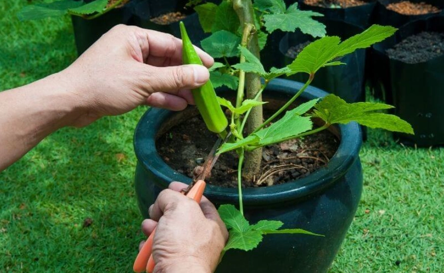 how grow okra