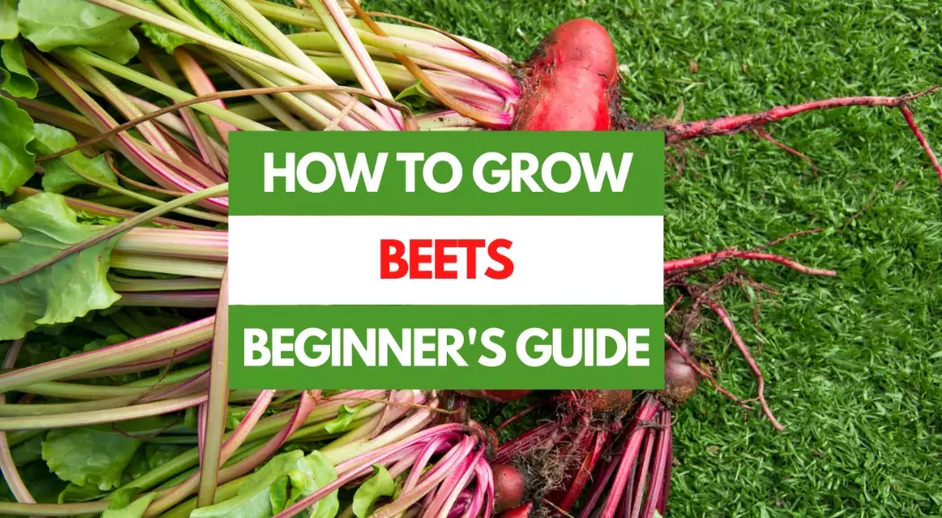 beet growing time beet growing time