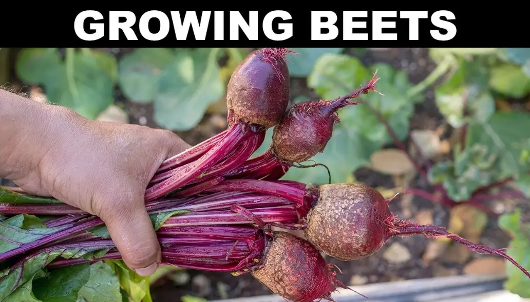 when to harvest beets when to harvest beets