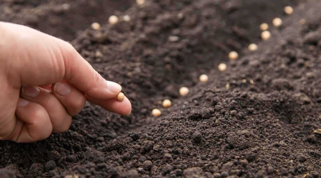 how to sow seeds how to sow seeds