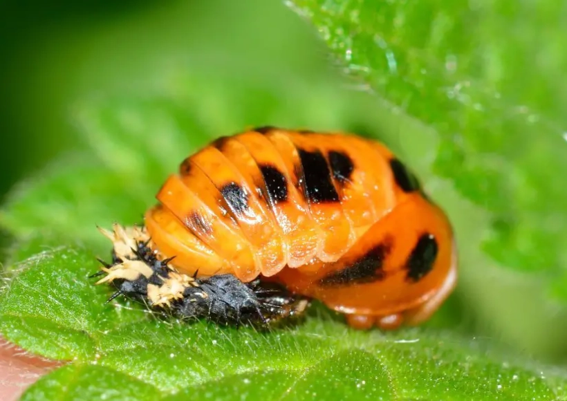 benefits of lady beetles benefits of lady beetles