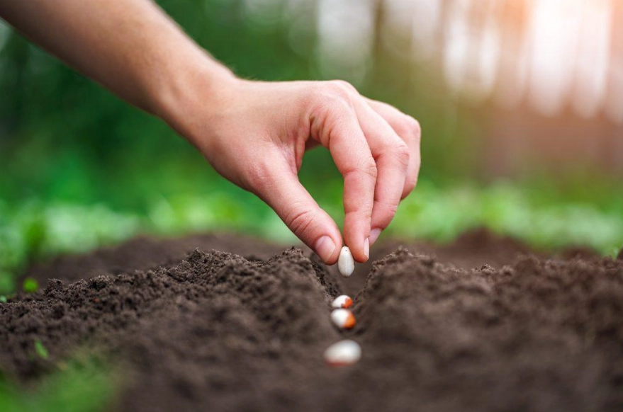 seed sowing guide seed sowing guide