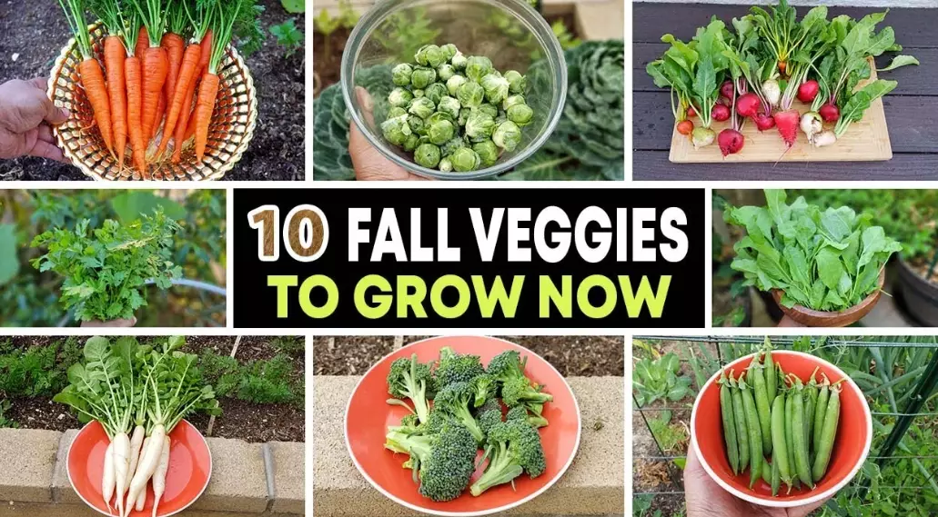 what veg can i grow now