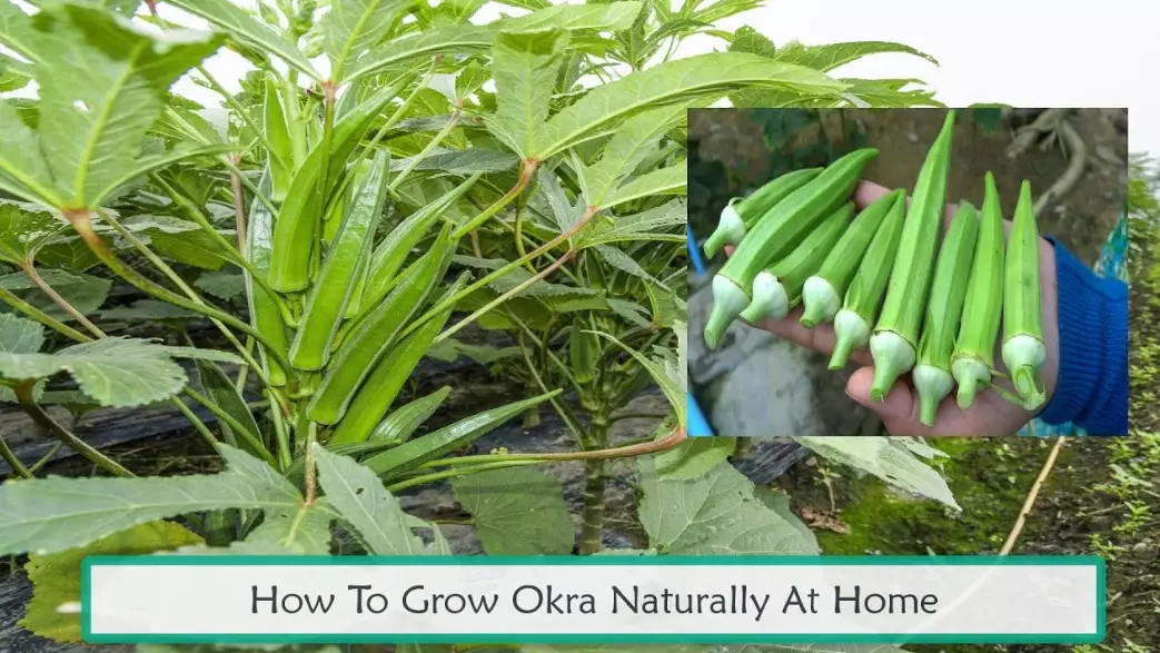 growing okra from seed growing okra from seed