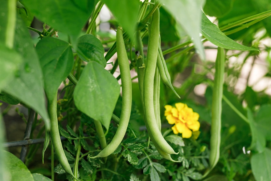 string beans planting guide string beans planting guide