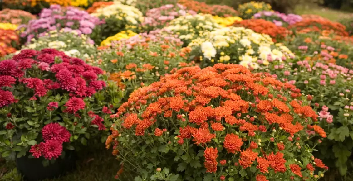 what to plant in a fall garden