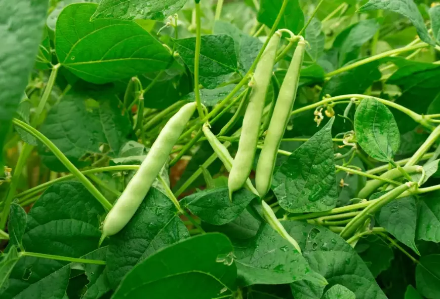 growing green beans