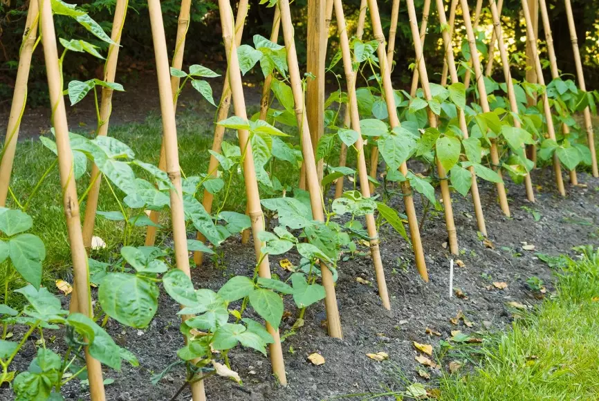 growing green beans growing green beans