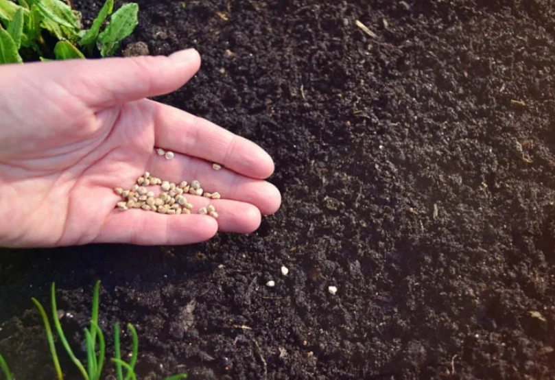 spinach growing season