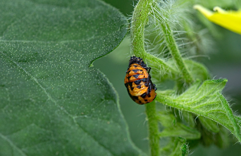lady beetle pupa identification lady beetle pupa identification