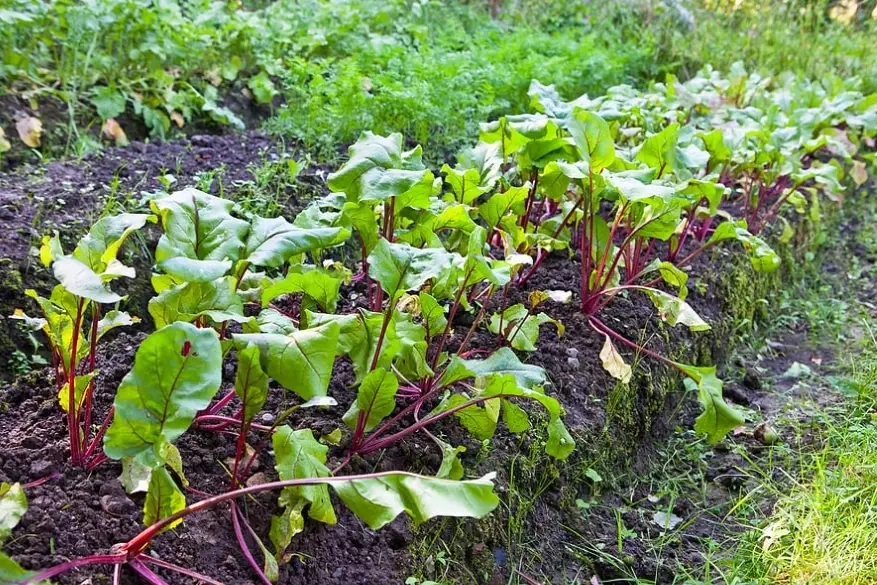 how long to grow beets how long to grow beets